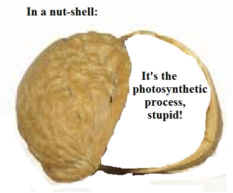 nutshell