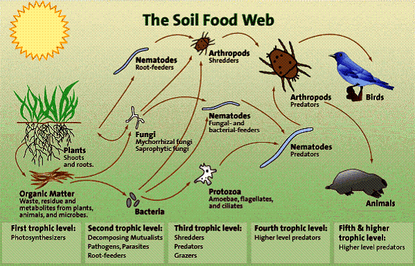 food chain diagram. food web rainforest. soil